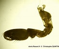 Afbeeldingsresultaten voor "echinogammarus Pirloti". Grootte: 122 x 100. Bron: doris.ffessm.fr