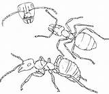 Ants Hormigas Hormiga Colony Marching Dragoart Bestcoloringpagesforkids Imagenes Coloringbay Facil Toddlers sketch template