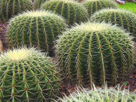 cactus desert type guide  house plants