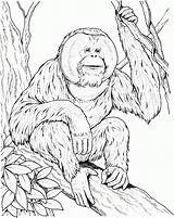 Orangutan Coloring Pages Ape Sits Branch Printable Drawing Orangutans Supercoloring Print Color Apes Kids Online Animal Designlooter Popular Monkey Draw sketch template