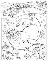 Coloring Pages Ocean Animals Seal Harp National Geographic Kids Sea Monk Animal Printable Hawaiian Seals Color Colouring Getcolorings Popular Choose sketch template