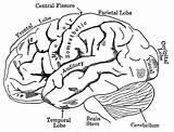 Coloring Brain Creierului Anatomy Human Sketch Lobes Uman Creierul Effortfulg Nervous Scientia Principali Gcssi sketch template