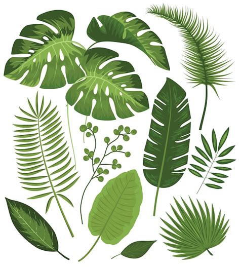 palm leaf vectors   psd files