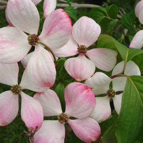 pink flowering japanese kousa dogwood