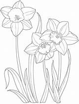 Daffodil Coloring Flower Drawing Pages Flowers Draw Color Garden Daffodils Colouring Dover Printable Easter Creative Kids Simple Getdrawings Getcolorings Publications sketch template