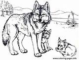 Coloring Wolf Pages Baby Printable Wolfs Print Color Adult Info Sheets Adults Kids Choose Board Book sketch template