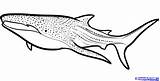 Shark Whale Coloring Pages Clipart Drawing Megalodon Line Draw Print Printable Sharks Template Drawings Step Cool Sperm Kids Color Whales sketch template