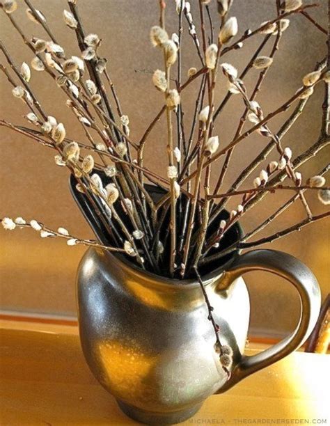 Top 25 Ideas About Pussywillows On Pinterest Hanging
