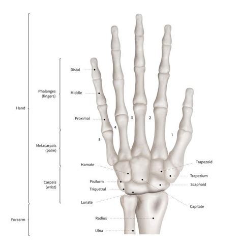 bones   wrist joi jacksonville orthopaedic institute