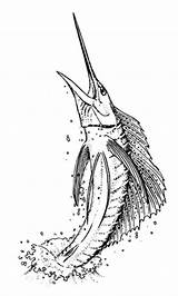 Swordfish sketch template