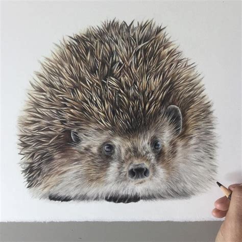 realistic colored pencil drawings  animals ideas greener