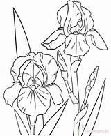 Spring Storczyki Kolorowanki Printable Colouring Hibiscus Drawings Drawing Dzieci Getdrawings Irises Fusing Bearded Prints sketch template