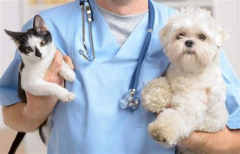 choose  vet clinic   multi breeds pets vetmed