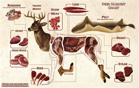 diagram  butchering  deer  easier