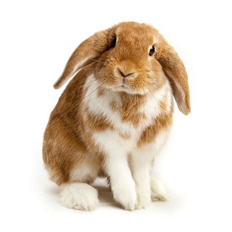 guide  lop eared rabbits  care