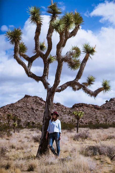 best things to do in joshua tree national park bobo and