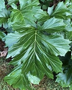 Image result for Acantha leaf. Size: 148 x 185. Source: www.pinterest.com