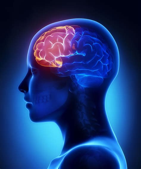 frontal lobe failure impairs memory  dementia psychology today