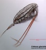 Afbeeldingsresultaten voor "spongotrochus Glacialis". Grootte: 94 x 102. Bron: theskepticalzone.com