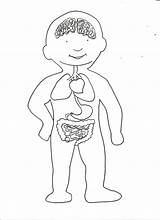 Organos Partes Niños Internos Pulmones Estomago Identificar Ubicacion Infantil Corazón Pinta Lapiz Colorea Visitar Fichas Naturales Ciencias sketch template
