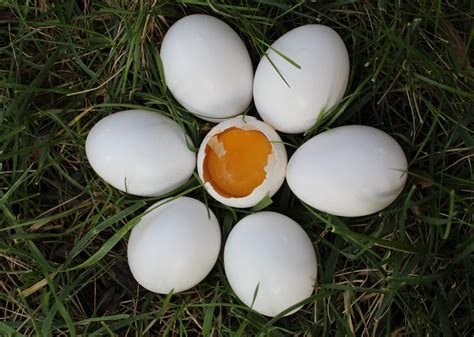 duck eggs livengood integratives