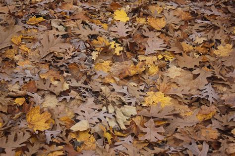 leaves  forest floor  stock photo public domain pictures