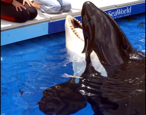Killer Whale Fatally Attacks Trainer At Orlando Seaworld – Twin Cities