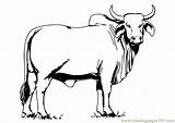 Bull Coloring Printable Pages Color Animals sketch template