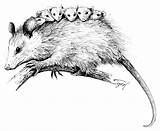 Opossum Possum Drawing Easy Draw Drawings Weird Die Young Live Baby Ink Rat Animals Getdrawings Paintingvalley Choose Board sketch template