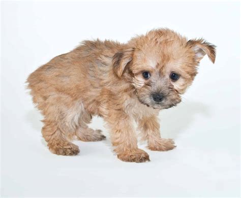 yorkie poo guide  owning  yorkie poodle mix  web