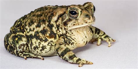 fowlers toad smithsonians national zoo  conservation biology