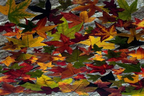 images branch foliage autumn colorful season maple tree maple leaf leaves