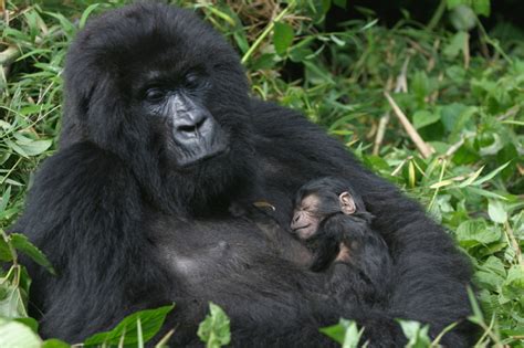 mountain gorilla facts endangered animals