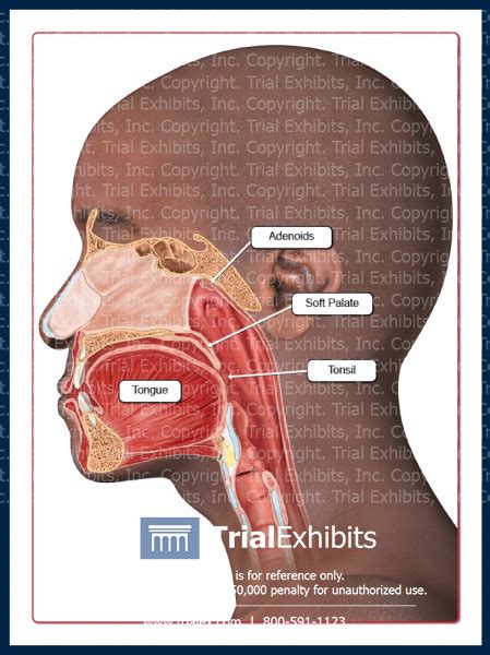 21 Mouth And Throat Diagram Wiring Diagram Info