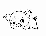 Coloring Pages Cute Baby Piggy Pigs Pig Sheets Printable Color Coloringcrew Animal Book Porky Animals Print Choose Board Popular sketch template