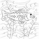 Bass Coloring Striped Largemouth sketch template