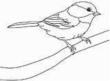 Chickadee Drawing sketch template