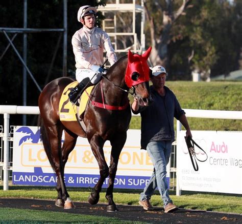 Blitzar To Make Return For Country Championships Campaign The Daily