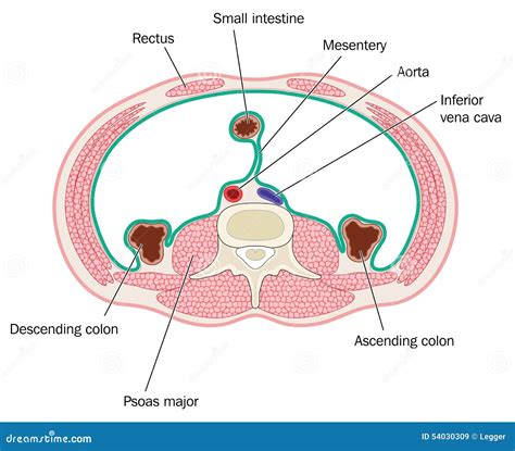 cross section  abdominal cavity stock vector image