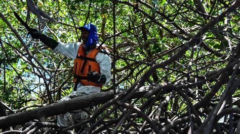 anger  brazil revokes mangrove protection regulationson september