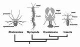 Arthropods Body Arthropoda Insect Jointed Thorax Plan Phylum Form Centipede Insects Abdomen Head Exoskeleton Segments Arachnids Number Zoology Part Appendages sketch template