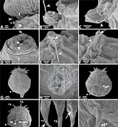 Afbeeldingsresultaten voor "halicryptus Spinulosus". Grootte: 172 x 185. Bron: frontiersinzoology.biomedcentral.com