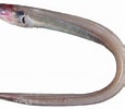 Afbeeldingsresultaten voor Pseudophichthys splendens Anatomie. Grootte: 115 x 100. Bron: www.researchgate.net