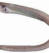 Afbeeldingsresultaten voor "pseudophichthys Splendens". Grootte: 170 x 185. Bron: www.researchgate.net