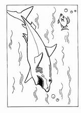 Shark Coloring Pages Printable Kids Sharks Bestcoloringpagesforkids Print Adult Animal sketch template