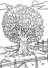 Coloring Tree Pages Printable sketch template