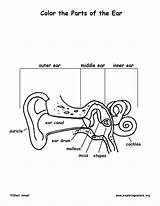 Ear Anatomy Coloring Exploringnature Sponsors Wonderful Support Please sketch template