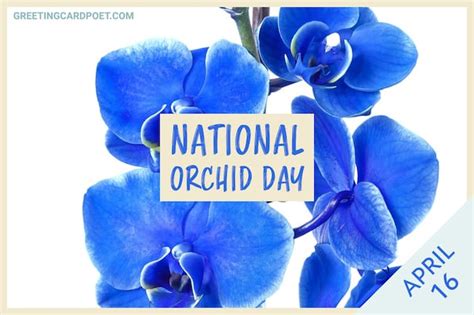 national orchid day   full bloom   captions faqs