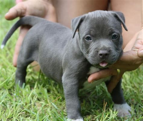 baby pit