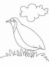 Coloring Quail Clipart Partridge Pages Preschool Drawing Colouring Getdrawings California Library Popular Hungry Comments sketch template